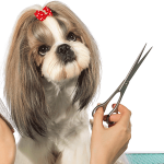 Claudia Rodríguez - Cursos de Peluquería Canina